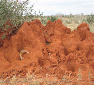 Termitenhügel mit Waran