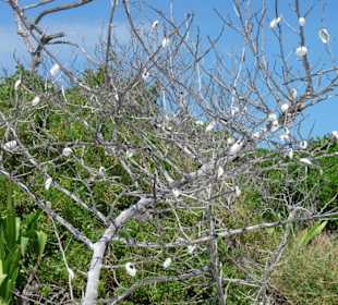 Bahia Honda State Park