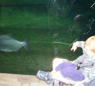 Aquarium