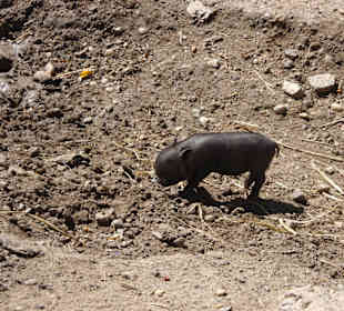 Bratislava Zoo