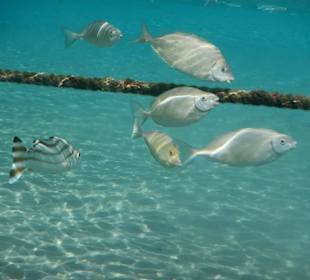 Hoteleigene Riff direkt am Strand
