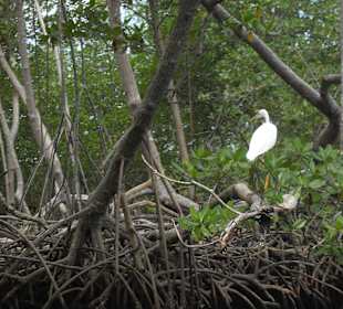 Tour & Ausflug Bayahibe