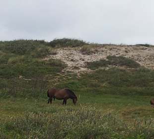 Pferde im Dünenreservat