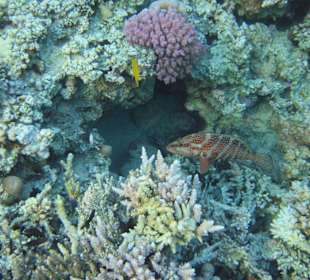 Каменный окунь