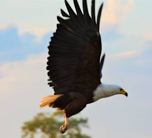Bootstour Ruijfi Fluss Selous Nationalpark