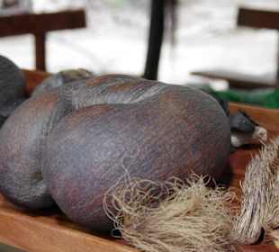 Die Coco der Mer Nuss