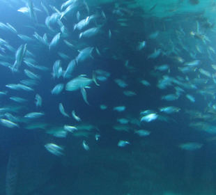 Aquarium / Oceanongrafic