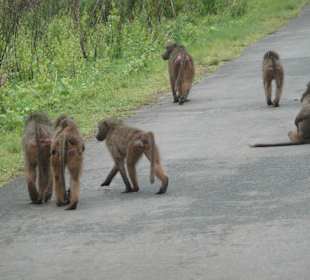 Unterwegs ein lustiges Völkchen