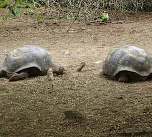 Riesenschildkröten in der Schildkrötenfarm