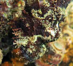 Schnorcheln am Hausriff