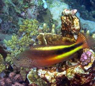 Beim schnorcheln am Südriff