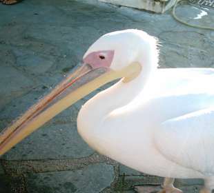 Il pellicano