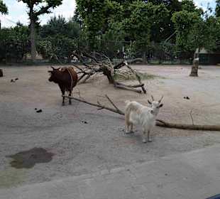 Tierpark Hagenbeck
