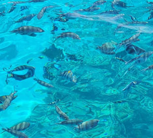 Coral Tours Aqua Center El Gouna