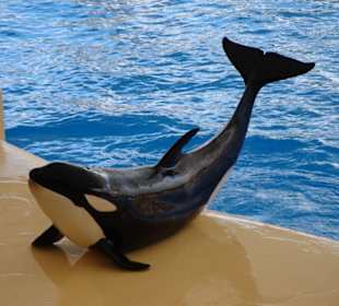 Orca-Wal. Show im oro Parque
