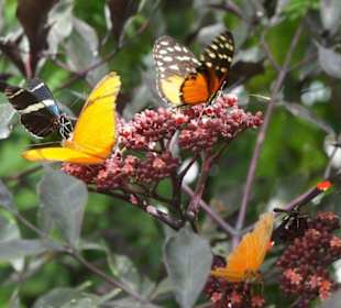 Niesamowicie kolorowe motyle