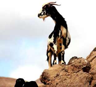 ...nicht der, die oder das Wolpertinger