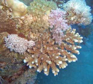 Koralle mit Fischen