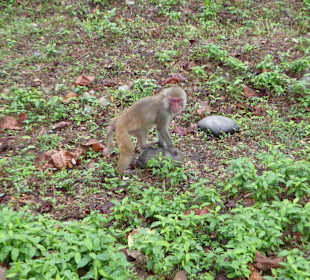 Teeplantage von Sukna