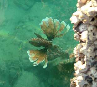 Abendlicher Besucher des Hausriffs