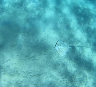 Schnorcheln Makadi Bay 