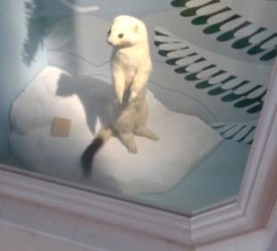 Museum Natur und Mensch