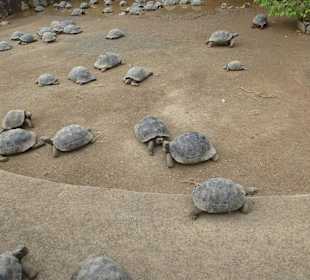 Anlage mit vielen Schildkröten.