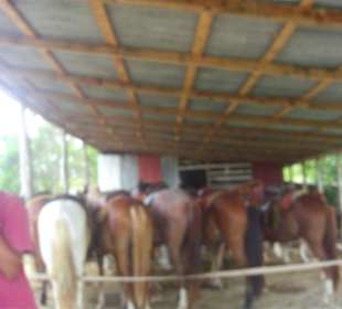 Ausflug Truck Safari