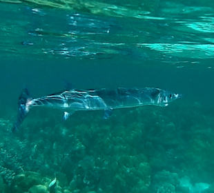Schnorcheln Koh Lipe