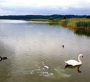Schmachter See