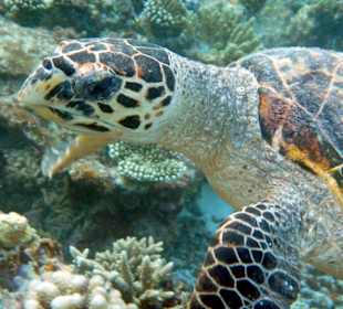 Schildkröte