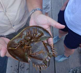 Sehen, fühlen, besser verstehen