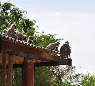 Affenbande vor dem Park