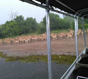 Trotz Unwetter gute Tiersichtungen