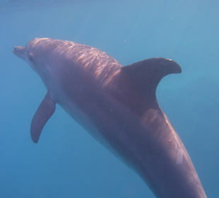 Delfin Tour Marsa Alam
