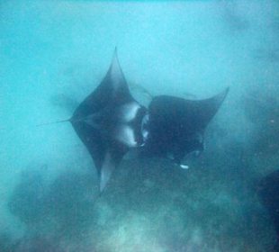 Schnorcheln am Manta Point