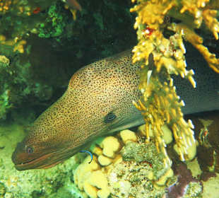 Schnorcheln am Hausriff