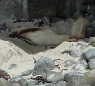 Seelöwe