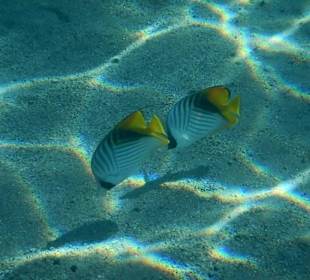 Fische im hauseigenen Riff