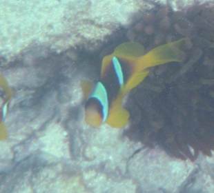 "Nemo" in Gross und Klein