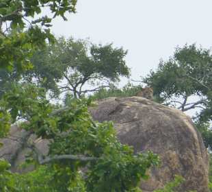 Leopard in weiter Ferne