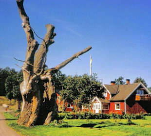 Eiche von Skogsägare