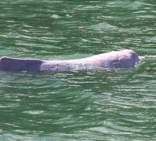 Pink Dolphin