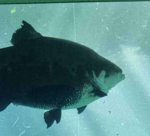 Das Aquarium 