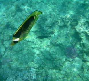 Schnorchelausflug im Roten Meer