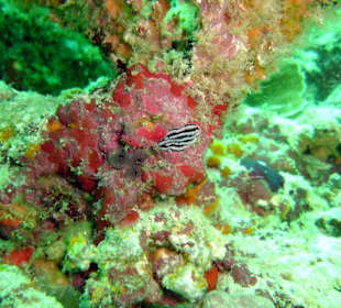 Tauchen Hausriff Westseite