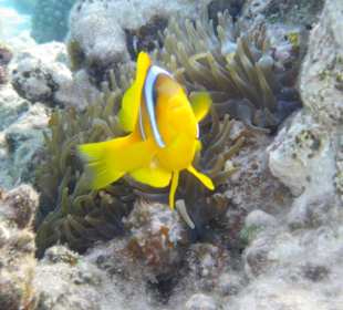 Unterwasser - Hotel Premier Le rêve