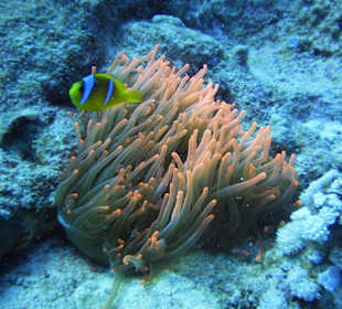 Anemone mit Nemofischen
