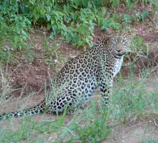 leopard