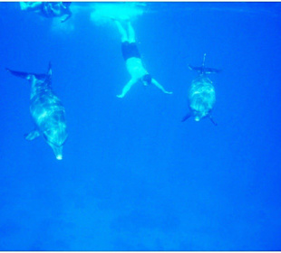Delfinschwimmen Hurghada mit Amy Reisen Hurghada  